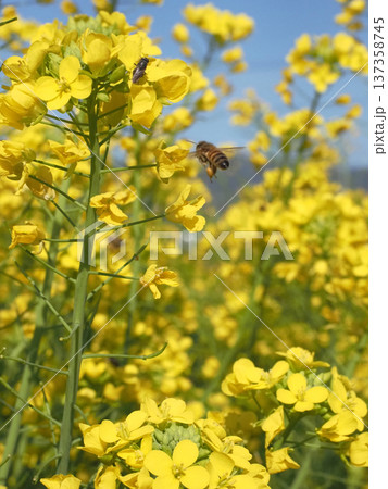 アブラナの花にとまったクロヒラタアブの方に飛んでいくミツバチ（早春の青空と香長平野の黄色い菜の花畑） 137358745