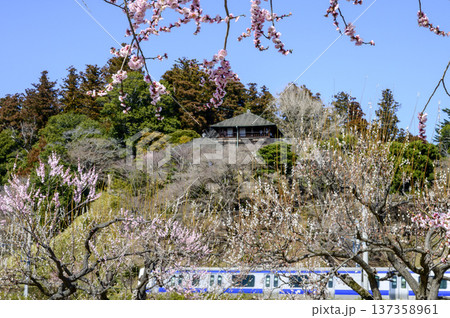 観梅の偕楽園と梅林と好文亭 137358961