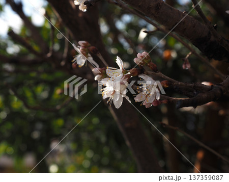 木洩れ日を浴びた早春の桜(雨上がりのシナミザクラの花とつぼみ) 木洩れ日を浴びた早春の桜(雨上がりのシナミザクラの花とつぼみ) 137359087