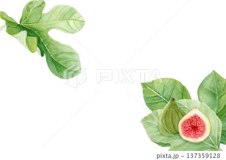 Frame with whole fig, sliced half, leaves in corner composition with copy space. Hand-painted watercolor botanical food illustration isolated on white, decorative design for packaging, menus, labels Frame with whole fig, sliced half, leaves in corner composition with copy space. Hand-painted watercolor botanical food illustration isolated on white, decorative design for packaging, menus, labels 137359128