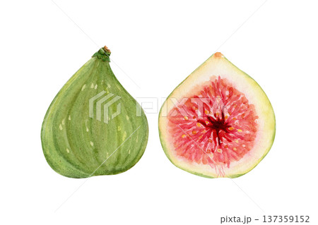 Whole green fig and sliced half showing red pulp, seeds. Hand-painted watercolor illustration isolated on white. Natural ingredient clip art for food packaging, labels, menus, recipes. Fresh fruit Whole green fig and sliced half showing red pulp, seeds. Hand-painted watercolor illustration isolated on white. Natural ingredient clip art for food packaging, labels, menus, recipes. Fresh fruit 137359152