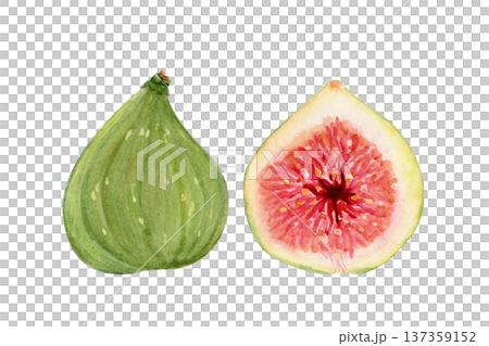 Whole green fig and sliced half showing red pulp, seeds. Hand-painted watercolor illustration isolated on white. Natural ingredient clip art for food packaging, labels, menus, recipes. Fresh fruit Whole green fig and sliced half showing red pulp, seeds. Hand-painted watercolor illustration isolated on white. Natural ingredient clip art for food packaging, labels, menus, recipes. Fresh fruit 137359152