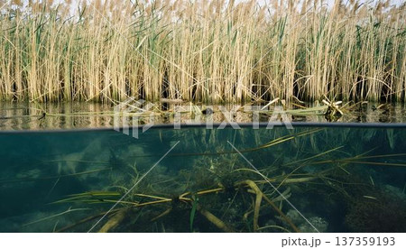 A calm lake with reeds, showcasing the ecological importance of wetlands for biodiversity and traditional Indigenous knowledge 137359193