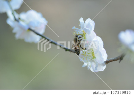 白梅の花に蜜を求めて顔をうずめるハチ 白梅の花に蜜を求めて顔をうずめるハチ 137359916