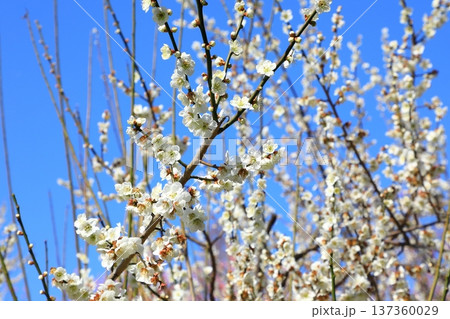 満開の梅の花 満開の梅の花 137360029