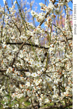 満開の梅の花 137360031