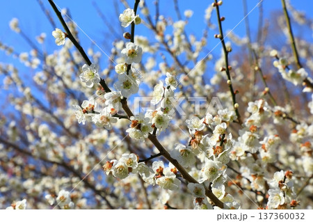 満開の梅の花 満開の梅の花 137360032
