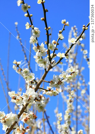 満開の梅の花 満開の梅の花 137360034