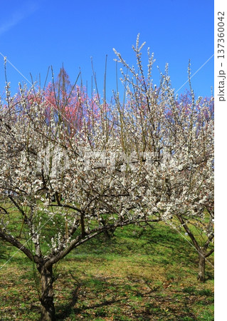満開の梅の花 満開の梅の花 137360042