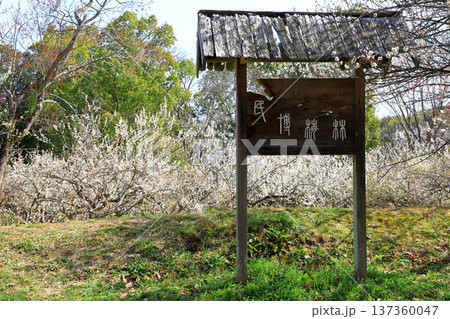 大和民族公園 満開の梅の花 大和民族公園 満開の梅の花 137360047