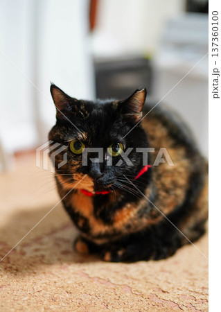 リビングの床に伏せているサビ柄の猫 リビングの床に伏せているサビ柄の猫 137360100
