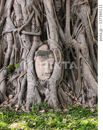 The sacred buddha head in the tree root, Ayutthaya, Thailand The sacred buddha head in the tree root, Ayutthaya, Thailand 137360111