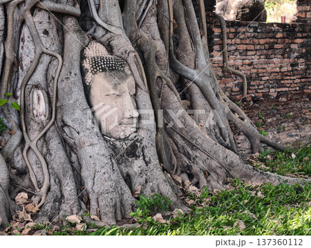 The sacred buddha head in the tree root, Ayutthaya, Thailand The sacred buddha head in the tree root, Ayutthaya, Thailand 137360112