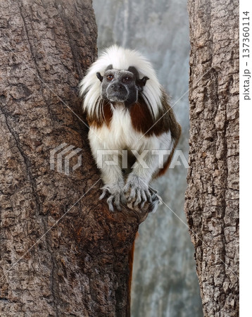 Cotton-top Tamarin in the zoo garden 137360114