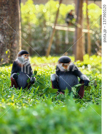 Red-shanked douc in the zoo garden 137360120