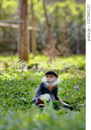 Red-shanked douc in the zoo garden Red-shanked douc in the zoo garden 137360122