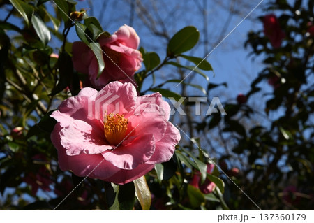 赤いサザンカの花 137360179