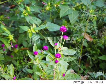 センニチコウ 137360361