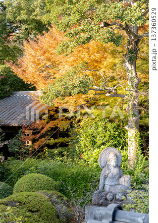 京都 東山泉涌寺別院 雲龍院(瑠璃山)山門脇の紅葉 もみじ 京都 東山泉涌寺別院 雲龍院(瑠璃山)山門脇の紅葉 もみじ 137360529