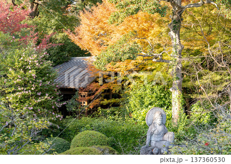 京都 東山泉涌寺別院 雲龍院(瑠璃山)山門脇の紅葉 もみじ 京都 東山泉涌寺別院 雲龍院(瑠璃山)山門脇の紅葉 もみじ 137360530