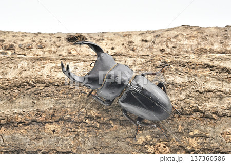 ホペイオオクワガタ 137360586