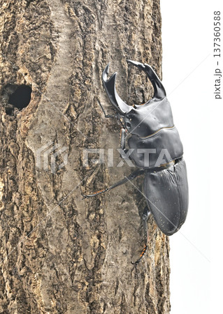 ホペイオオクワガタ 137360588