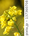 春の訪れを告げる菜の花 137360708