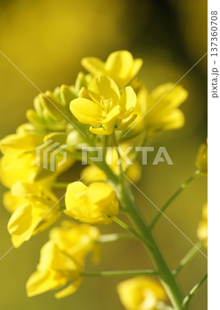 春の訪れを告げる菜の花 137360708
