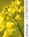 春の訪れを告げる菜の花 137360709