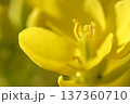 春の訪れを告げる菜の花 137360710