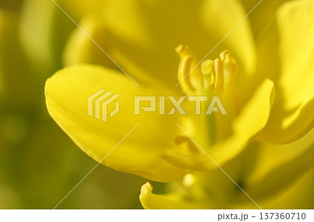 春の訪れを告げる菜の花 137360710