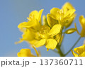 春の訪れを告げる菜の花 137360711