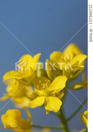 春の訪れを告げる菜の花 137360712