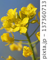 春の訪れを告げる菜の花 137360713