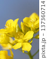 春の訪れを告げる菜の花 137360714