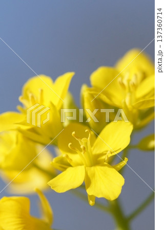 春の訪れを告げる菜の花 137360714