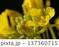 春の訪れを告げる菜の花 137360715