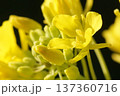 春の訪れを告げる菜の花 137360716