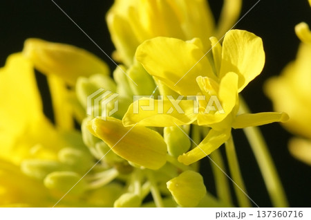 春の訪れを告げる菜の花 137360716