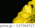 春の訪れを告げる菜の花 137360717