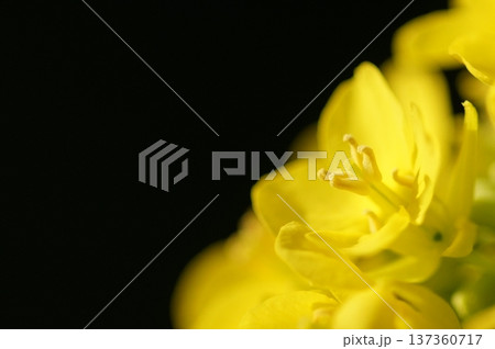 春の訪れを告げる菜の花 137360717