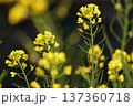 春の訪れを告げる菜の花 137360718