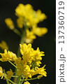春の訪れを告げる菜の花 137360719