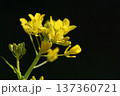 春の訪れを告げる菜の花 137360721