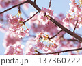 青空を背景にした河津桜の花 137360722
