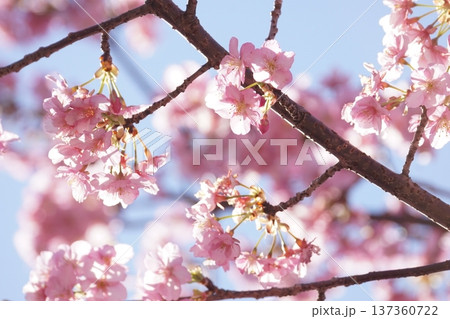 青空を背景にした河津桜の花 137360722