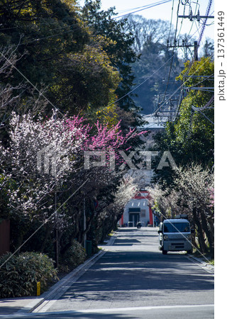 鎌倉26221　荏柄天神社2　梅 137361449