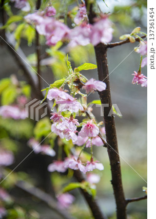 鎌倉26225 英勝寺2 雨天の河津桜 鎌倉26225 英勝寺2 雨天の河津桜 137361454