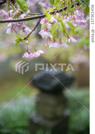 鎌倉26225 英勝寺3 雨天の河津桜 鎌倉26225 英勝寺3 雨天の河津桜 137361456
