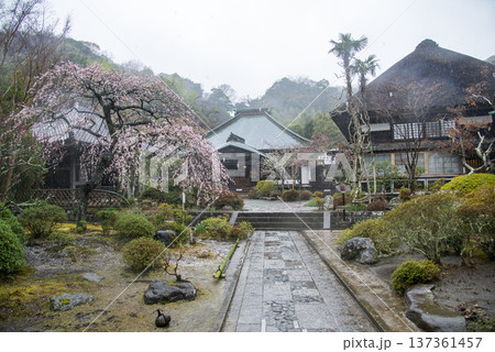 鎌倉26225 海蔵寺3 雨中の枝垂れ梅 鎌倉26225 海蔵寺3 雨中の枝垂れ梅 137361457